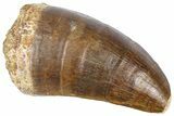 Fossil Mosasaur (Hainosaurus?) Tooth - Morocco #364147-1
